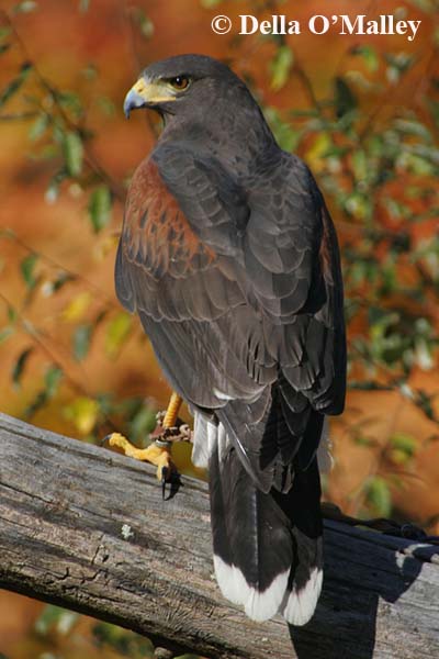 Harris Hawk